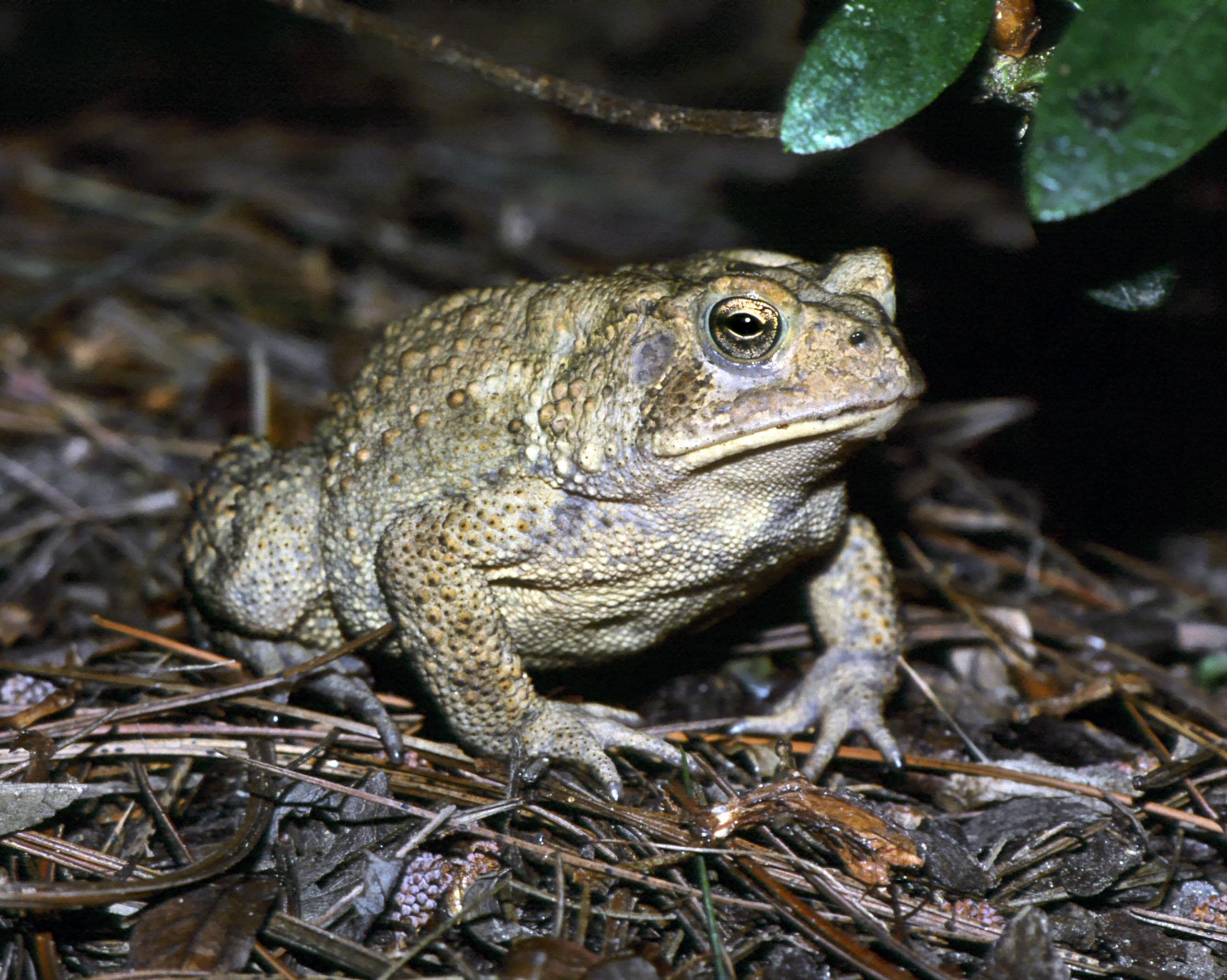 grenouille du programme de biologie en svt