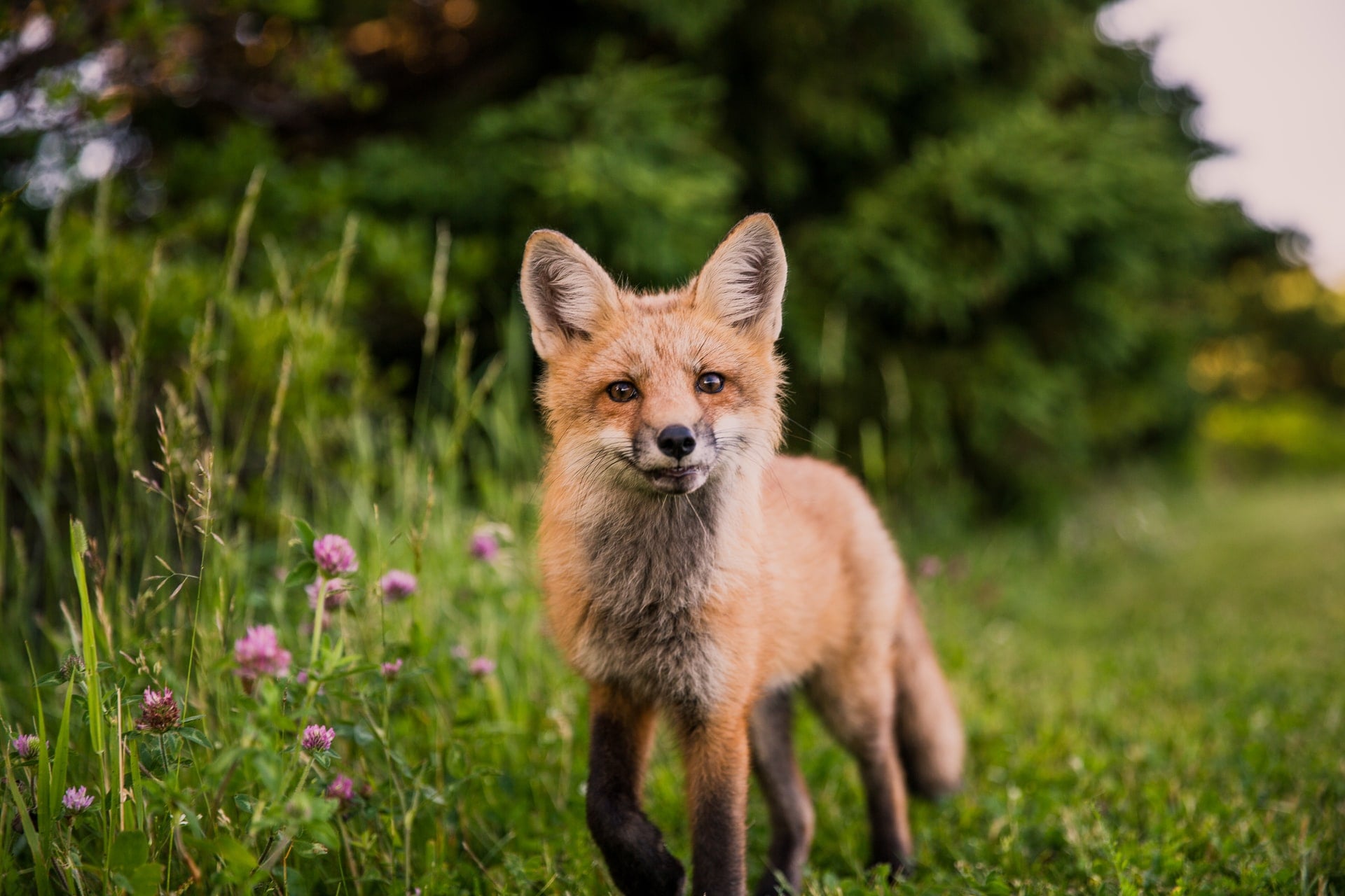 renard dans la nature