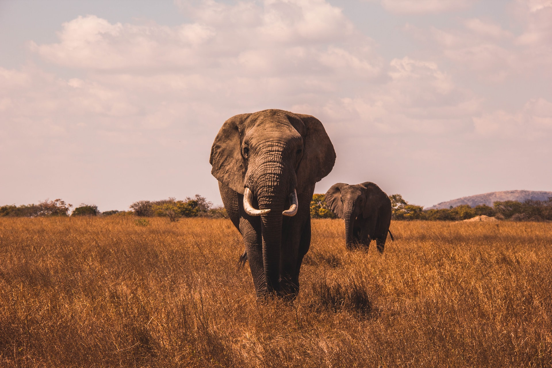 un éléphant dans la savane