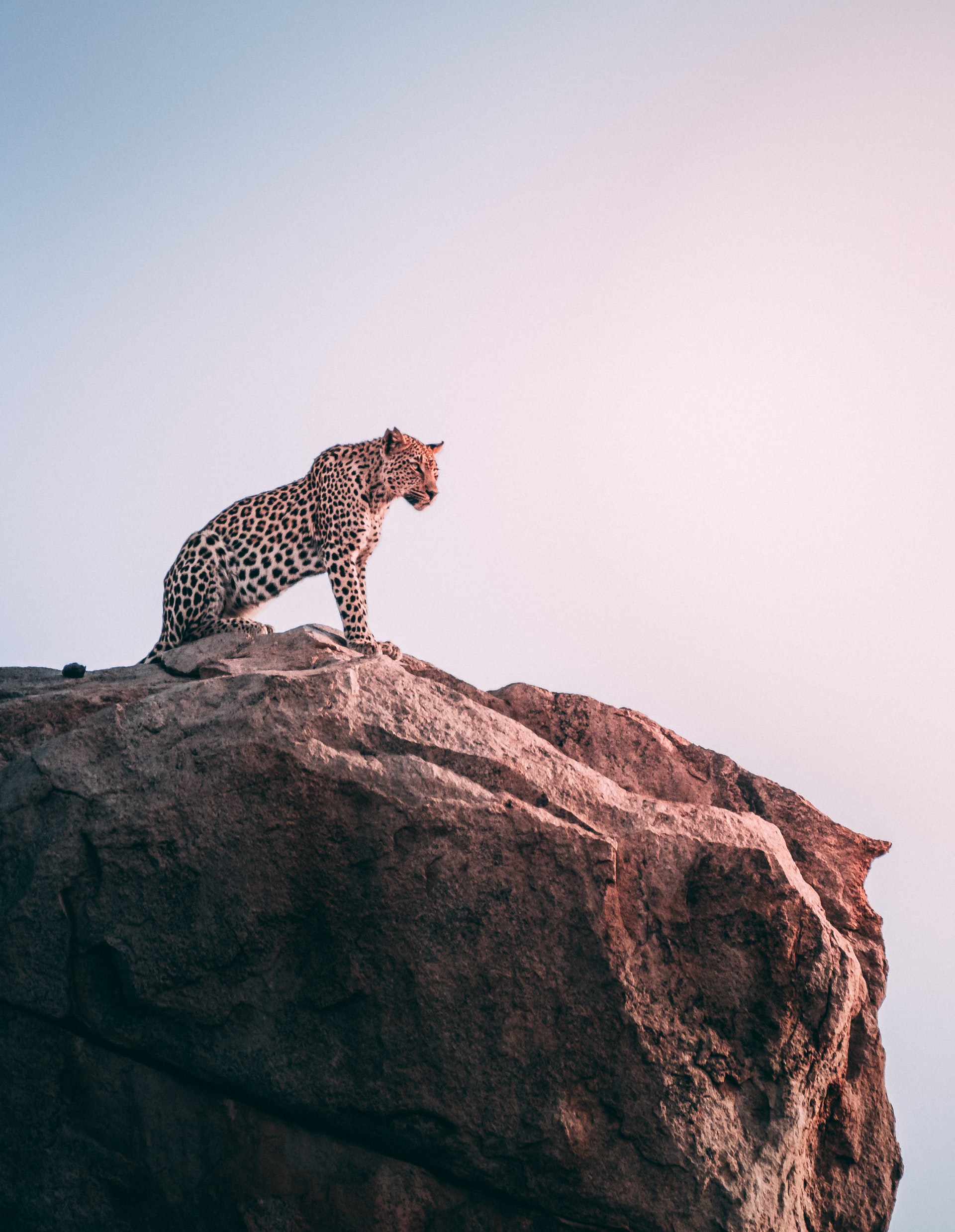 un jaguar en hauteur dans la savane