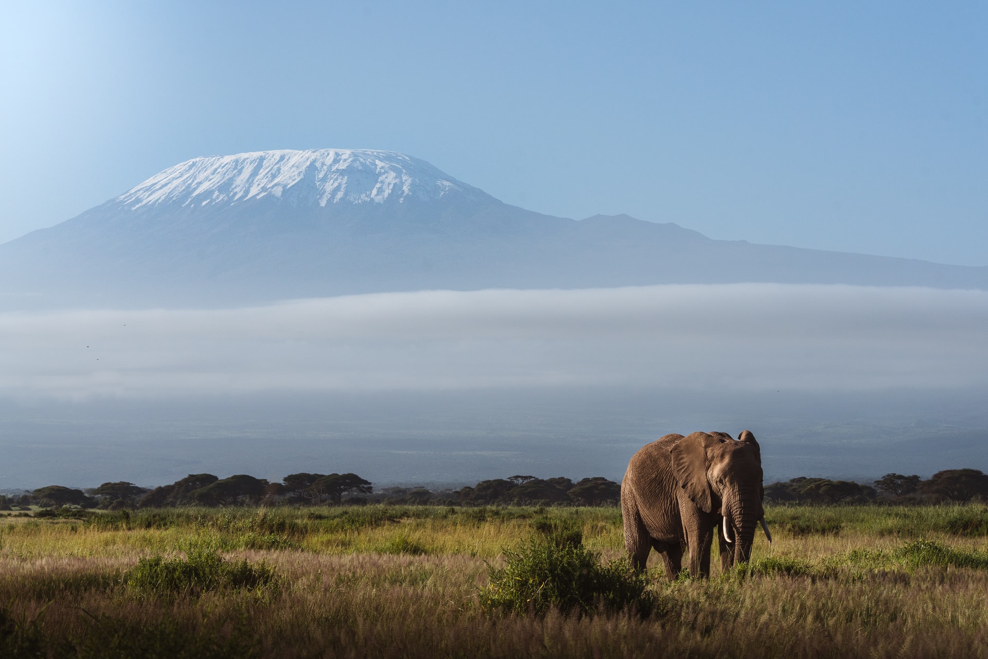 un éléphant dans la savane devant un volcan