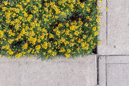 parterre de fleurs en ville