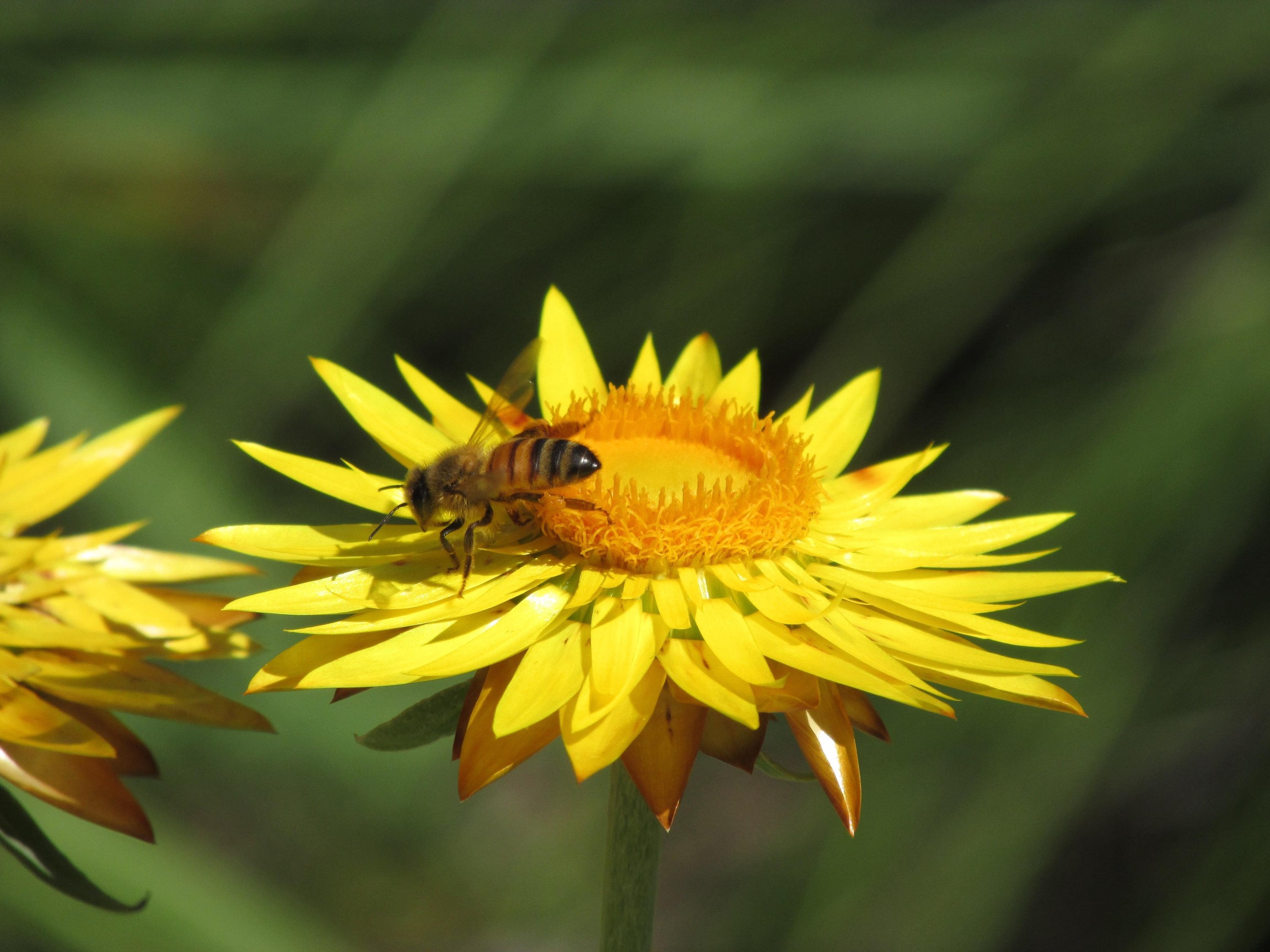 une abeille sur une fleur