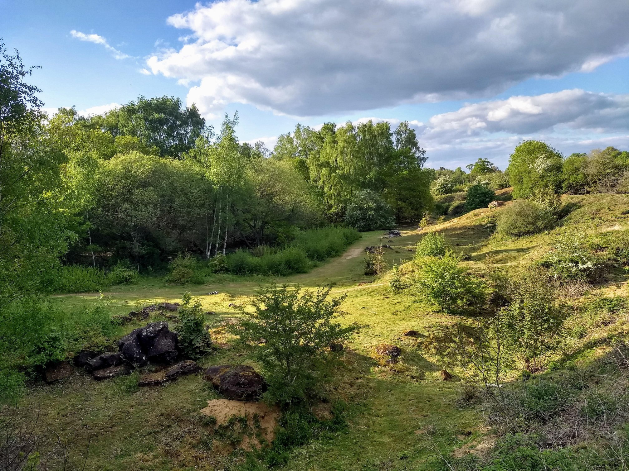 un sentier au milieu de la forêt