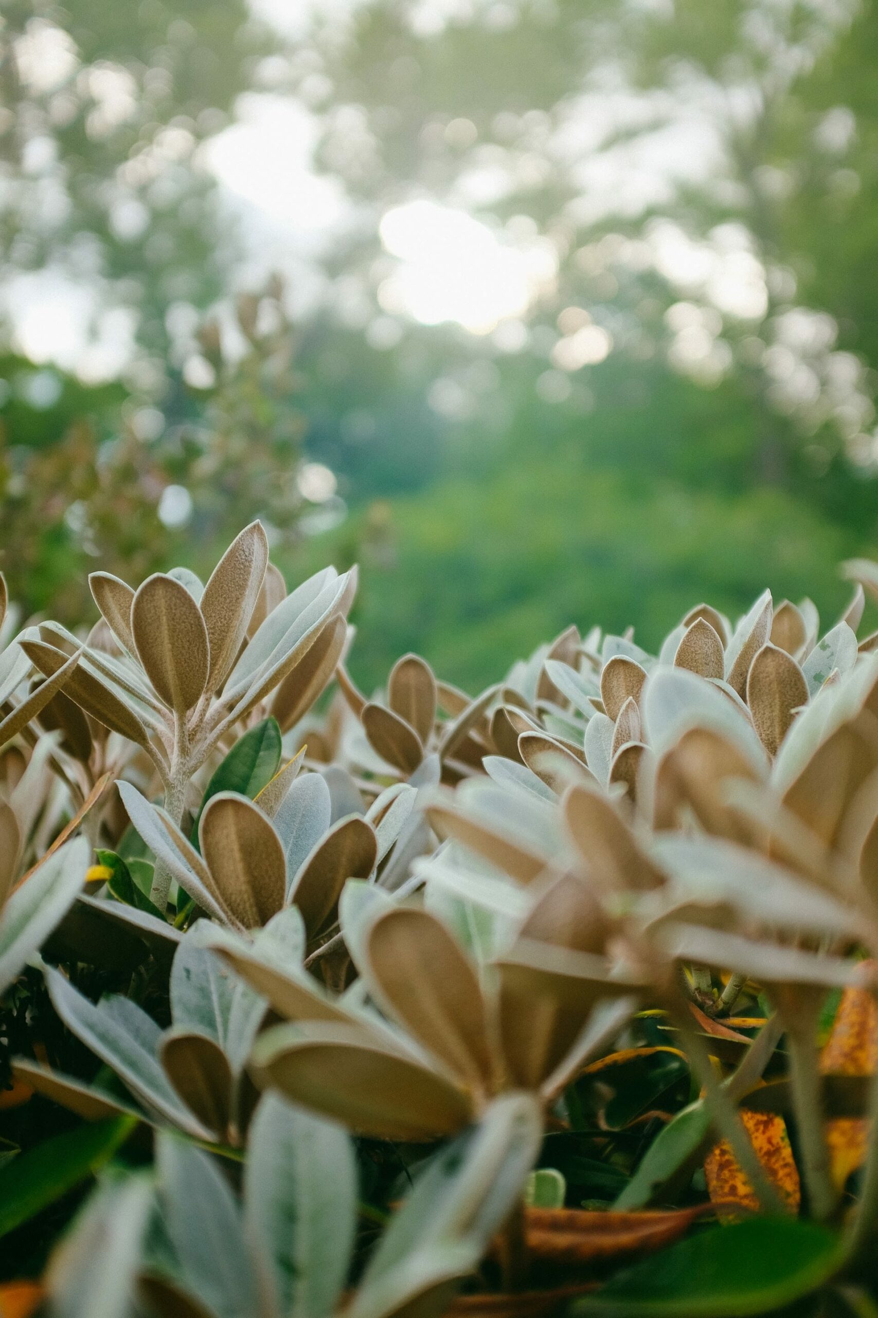 des plantes dans un jardin botanique d'études biologiques