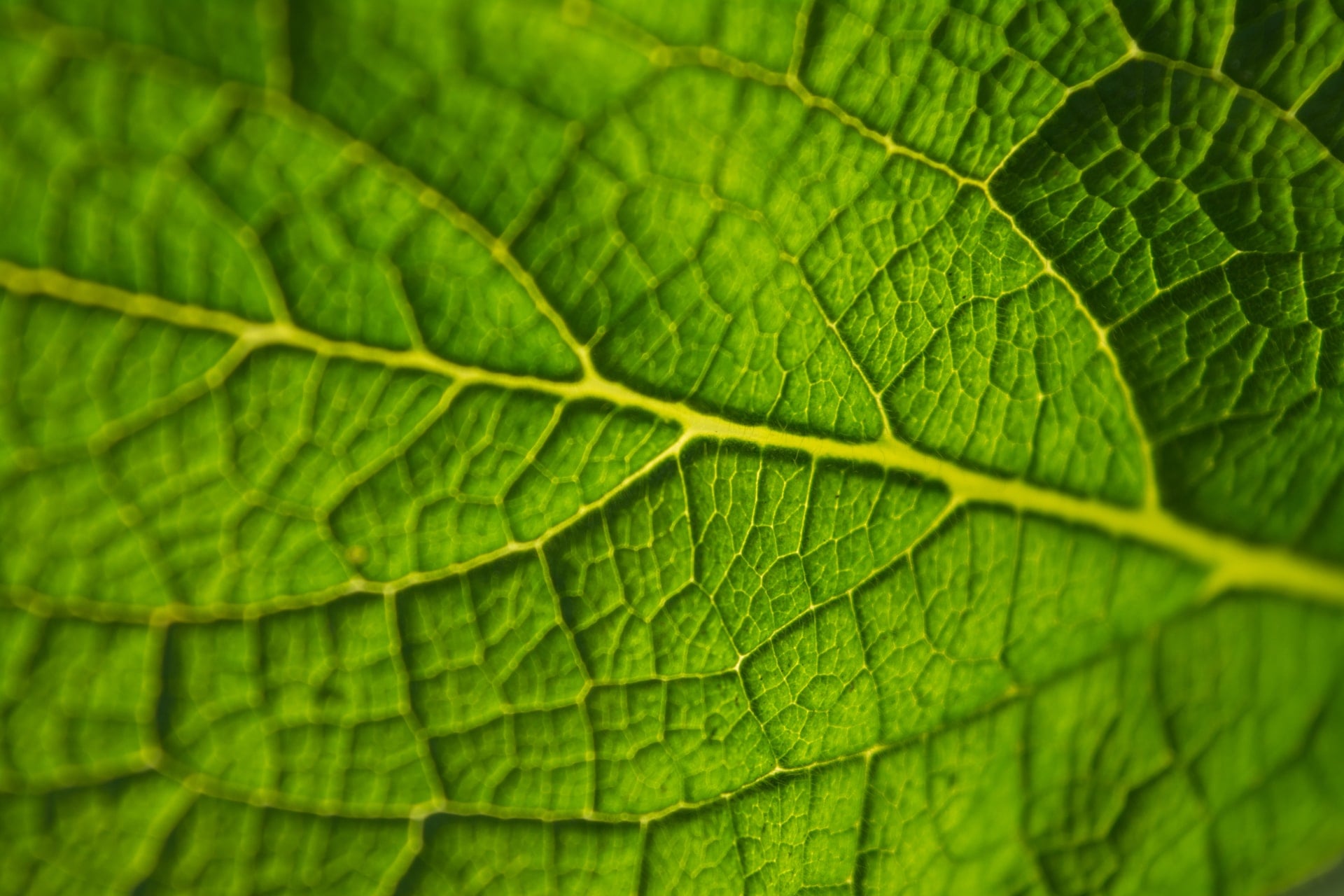 une feuille verte produisant de la photosynthèse